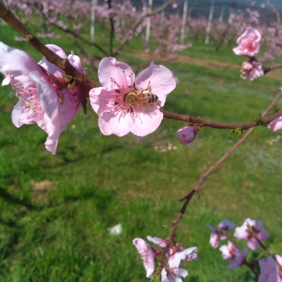 Agriturismo Fior Di Maggio Pescantina Exteriér fotografie